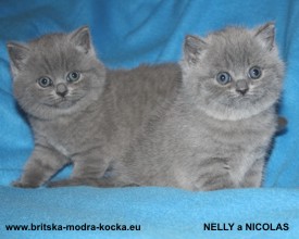britská modrá koťata - nely a nicolas1